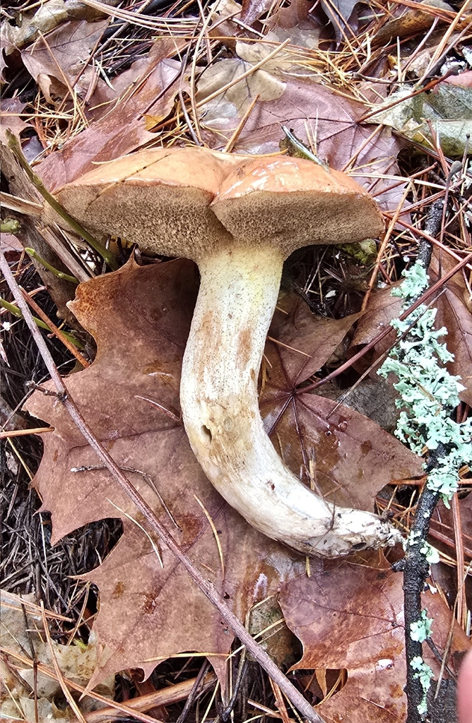 Suillus subalpinus · December 2025 · photo: © leannestacy (iNaturalist, cc0)