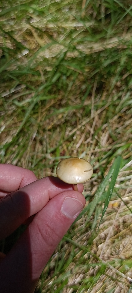 Agrocybe pediades · December 2025 · photo: © matiascabezas (iNaturalist, cc-by)