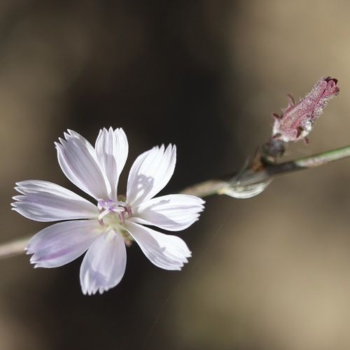 San Diego Wirelettuce (Stephanomeria diegensis)