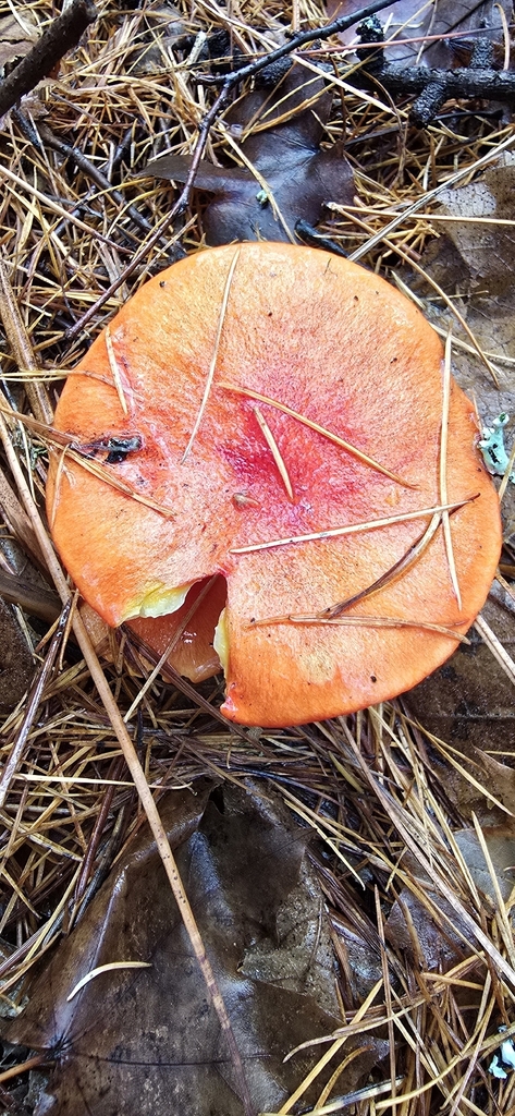 Hygrophorus speciosus · December 2025 · photo: © leannestacy (iNaturalist, cc0)