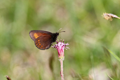 Erebia pharte