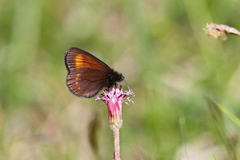 Erebia pharte