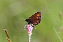 Erebia pharte