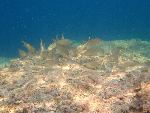 Sarpa salpa