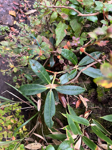 Rhododendron japonoheptamerum iNat (3)