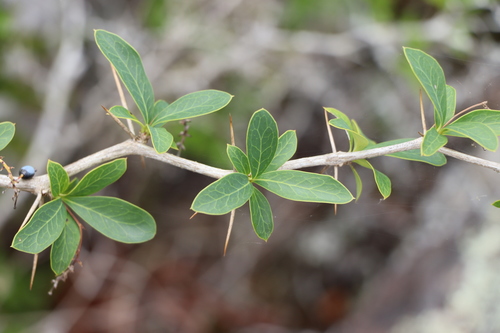 Berberis laurina Thunb.