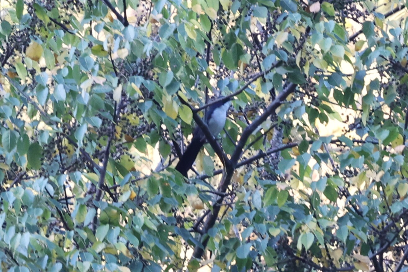 Blue-and-white Mockingbird (Melanotis hypoleucus), photo 4