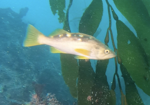 Olive rockfish (Sebastes serranoides) — Sebastidae