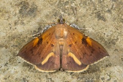 Rectipalpula billeti