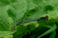 Erythromma najas humerale