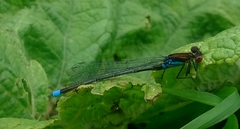 Erythromma najas humerale