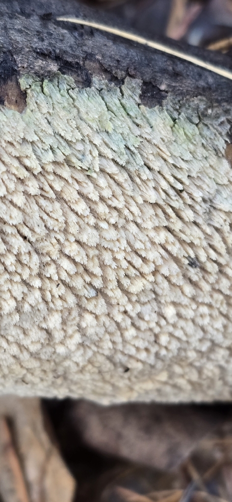 Radulodon americanus