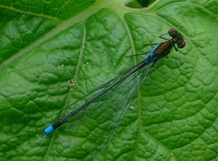 Erythromma najas humerale
