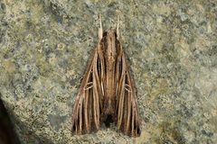 Ercheia multilinea
