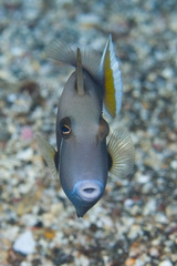 Sufflamen chrysopterum