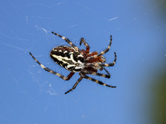 Aculepeira packardi