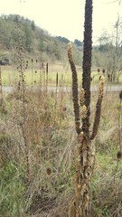 Verbascum thapsus thapsus