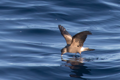 Hydrobates leucorhous