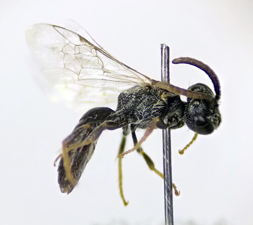 Margined Blood Bee