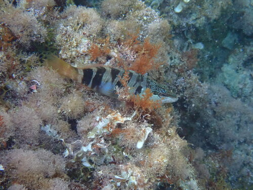 Serranus scriba