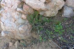 Myriopteris clevelandii