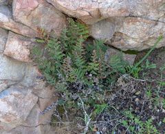 Myriopteris clevelandii