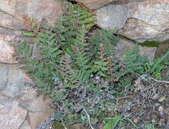 Myriopteris clevelandii