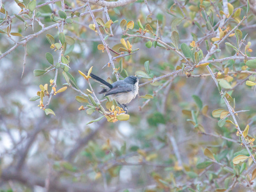 Tropical Gnatcatcher (Polioptila plumbea), photo 10