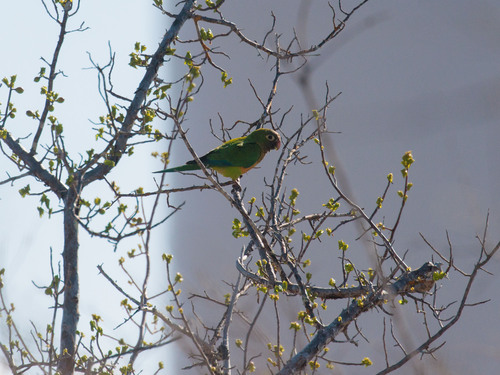 Caatinga Parakeet (Eupsittula cactorum), photo 8