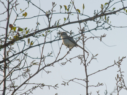 Bahia Wagtail-Tyrant (Stigmatura bahiae), photo 8