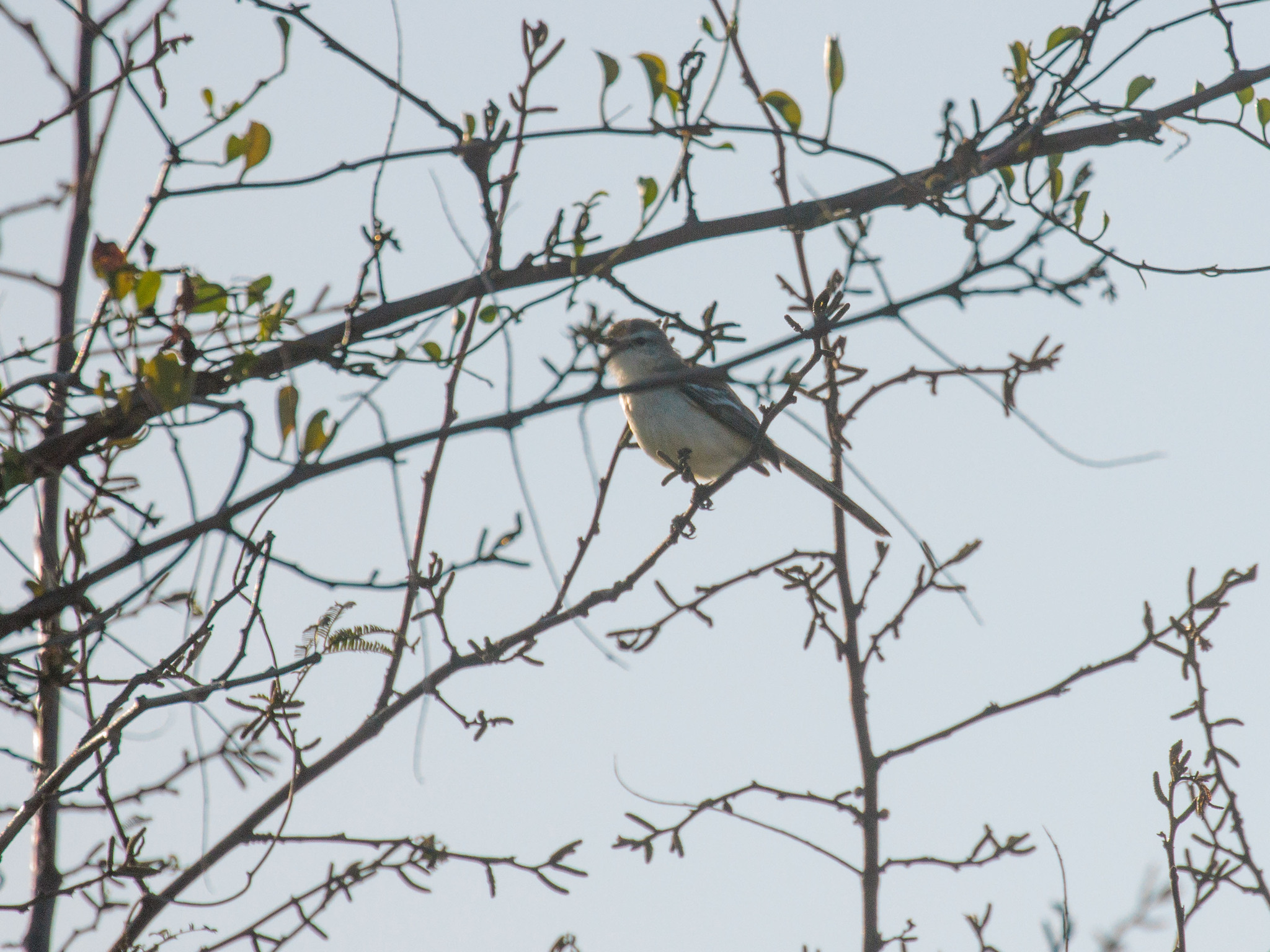 Bahia Wagtail-Tyrant (Stigmatura bahiae), photo 6