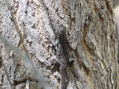 Urosaurus ornatus wrighti
