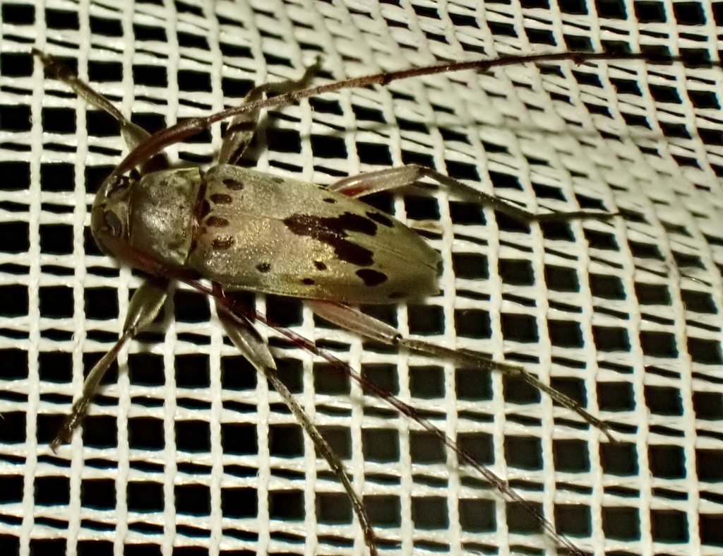 Paroecus charpentierae