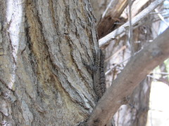 Urosaurus ornatus wrighti