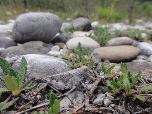 Speckled Buzzing Grasshopper