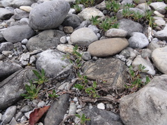 Bryodemella tuberculata