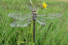 Aeshna juncea