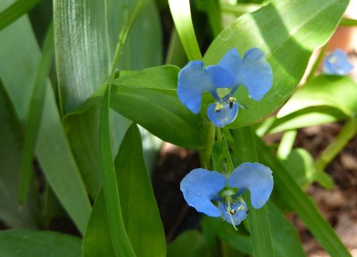 Commelina diffusa