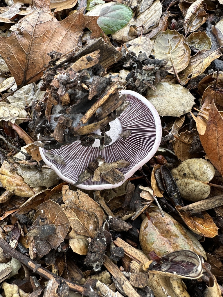 Collybia nuda · December 2025 · photo: © irinamitine (iNaturalist, cc-by)