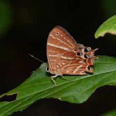 Saribia