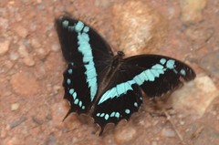 Papilio oribazus