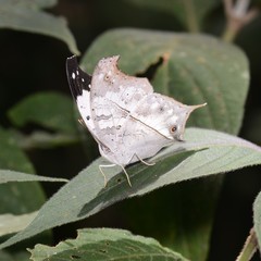 Protogoniomorpha duprei
