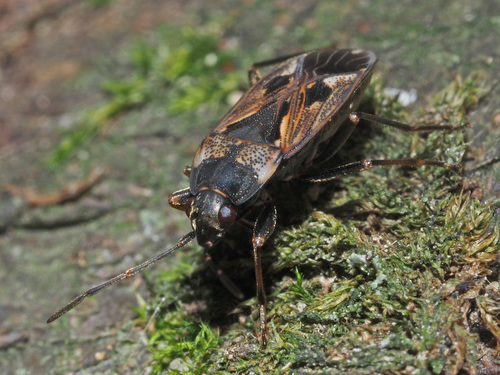 bright-spotted groundbug
