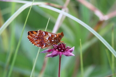 Boloria aquilonaris