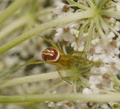 Zygiellinae