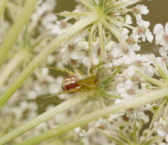 Zygiellinae