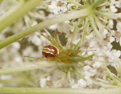 Zygiellinae