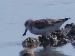 Calidris pygmaea