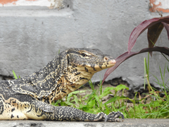 Varanus salvator macromaculatus