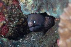 Gymnothorax thyrsoideus